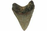 Fossil Megalodon Tooth - North Carolina #221901-1